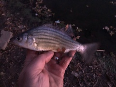 Morone mississippiensis