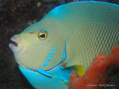 Holacanthus bermudensis