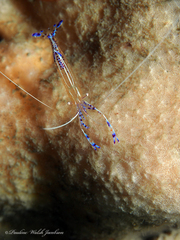 Ancylomenes pedersoni