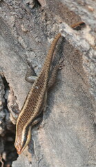 Trachylepis wahlbergii