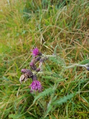 Cirsium palustre