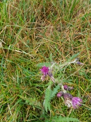 Cirsium palustre