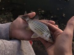 Morone mississippiensis