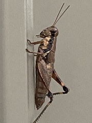 Melanoplus scudderi