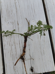 Daucus