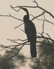 Anhinga rufa