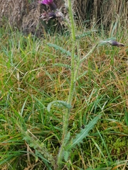 Cirsium palustre