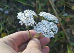 Achillea asiatica