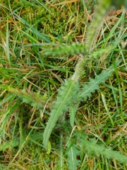 Cirsium palustre