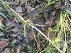 Achillea asiatica