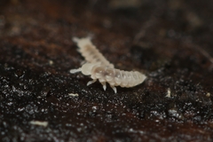 Onychiurinae