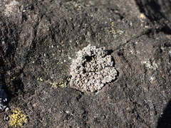 Dermatocarpon miniatum