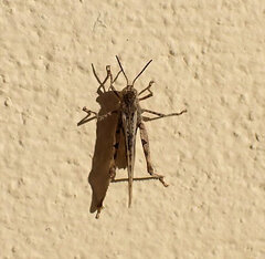 Acrotylus