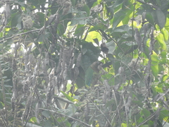Pyrrhura frontalis