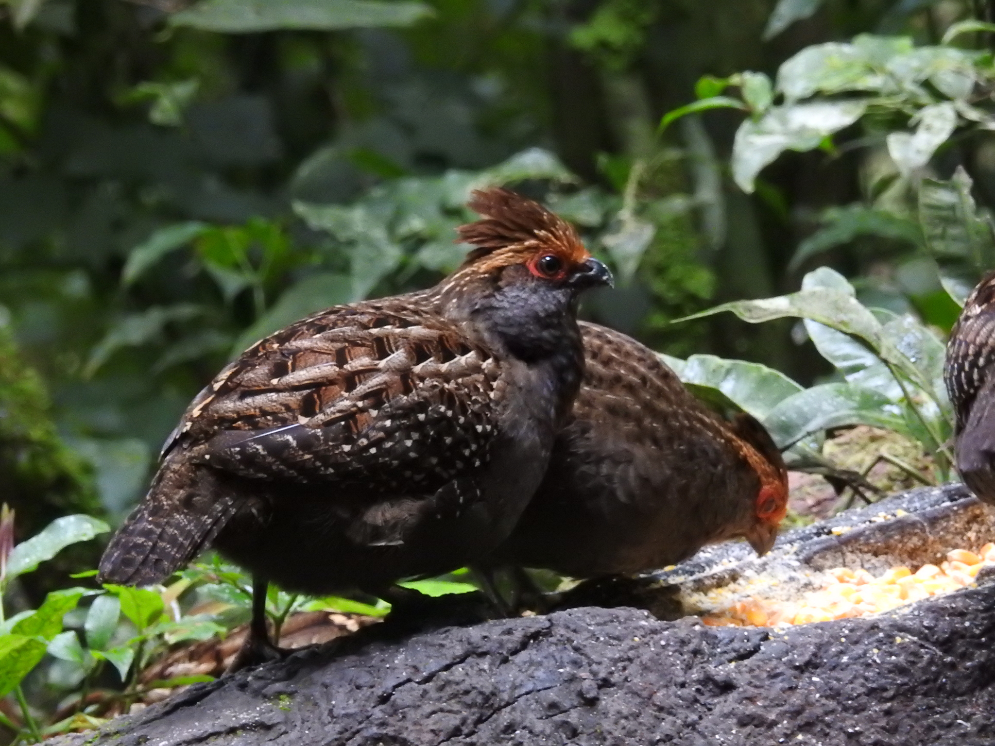 Spot-winged Wood-Quail illustration