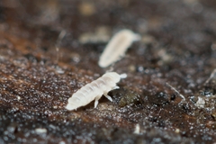 Onychiurinae