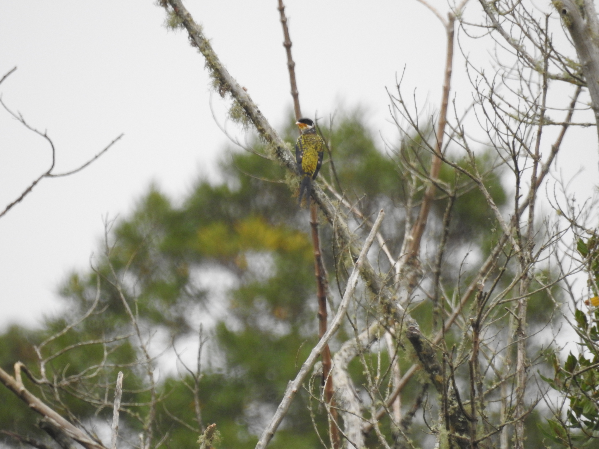 Swallow-tailed Cotinga (Phibalura flavirostris), photo 9