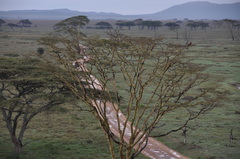 Vachellia xanthophloea