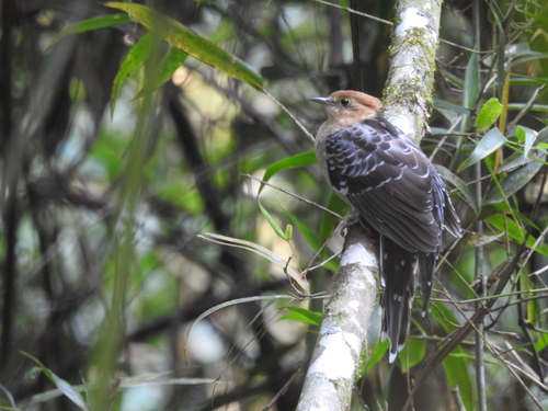 Pavonine Cuckoo (Dromococcyx pavoninus), photo 6