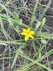Hypoxis argentea