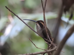 Phaethornis eurynome