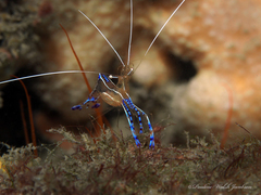 Ancylomenes pedersoni