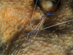 Ancylomenes pedersoni