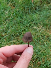 Panaeolus acuminatus