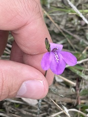 Justicia angusta