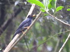 Turdus flavipes