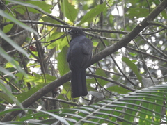Trogon viridis