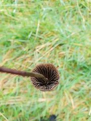 Panaeolus acuminatus
