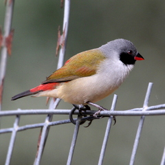 Coccopygia melanotis