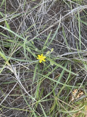 Hypoxis argentea