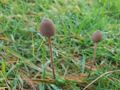 Panaeolus acuminatus