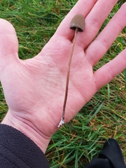 Panaeolus acuminatus