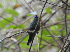 Thalurania glaucopis