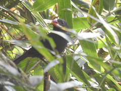 Saltator fuliginosus