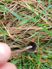 Panaeolus acuminatus