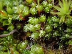 Bryum radiculosum