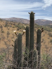 Trichocereus chiloensis