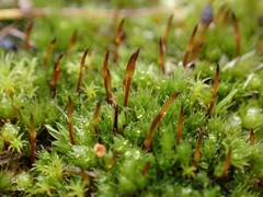 Bryum radiculosum
