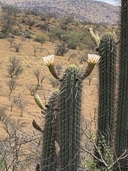 Trichocereus chiloensis