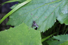 Athericidae