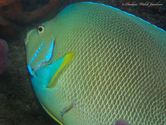 Holacanthus bermudensis