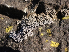 Dermatocarpon miniatum