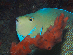 Holacanthus bermudensis