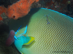 Holacanthus bermudensis