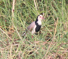 Vanellus crassirostris