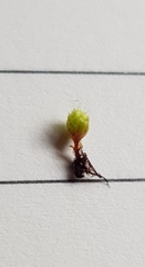 Bryum radiculosum